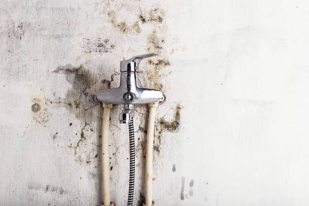 Best Best Mold Removal Companies  in James Island, SC