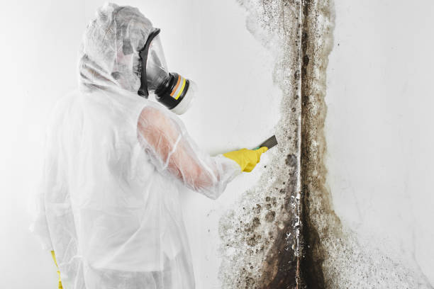 Best Mold Testing  in James Island, SC