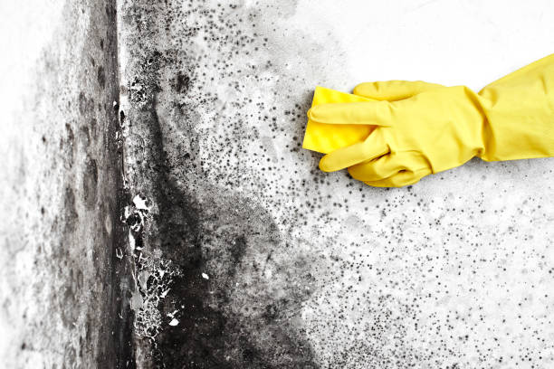 Best Mold Damage Repair  in James Island, SC
