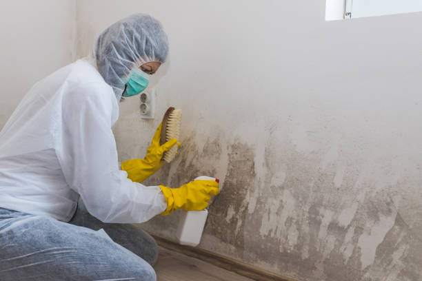 James Island, SC Mold Removal Company