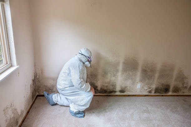 Crawl Space Mold Removal in James Island, SC
